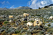 Creta - Le pecore popolano l'interno dell'isola. Qui un gregge pascola tra la frigana. la caratteristica vegetazione di Creta.